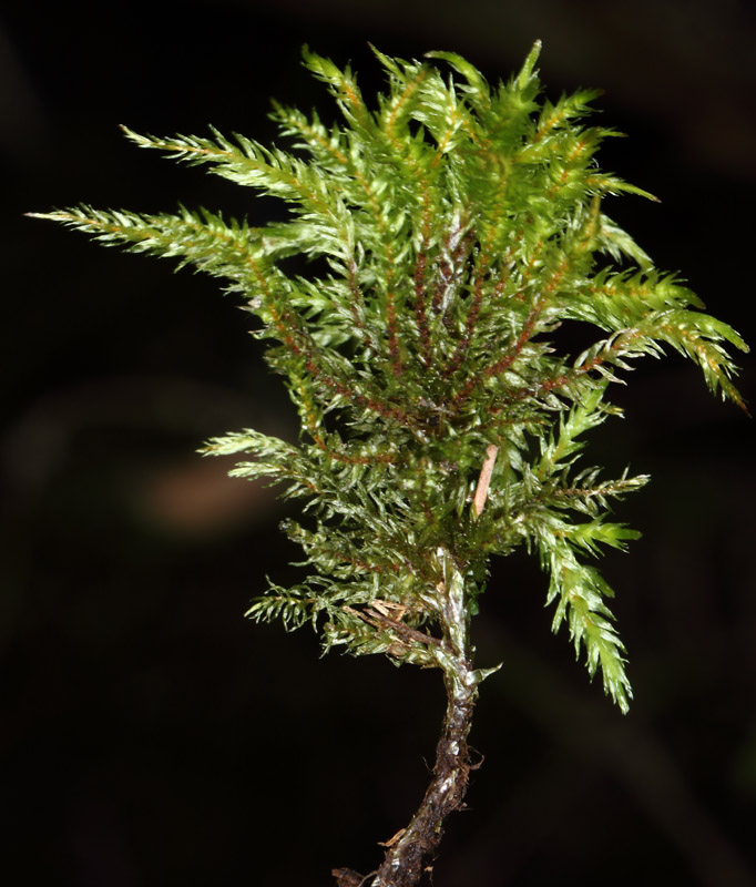 Climacium dendroides